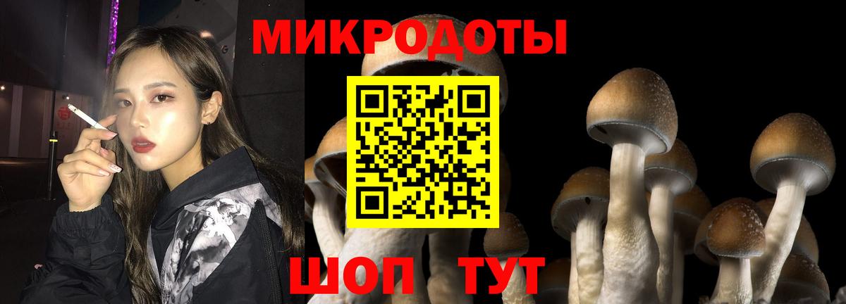 Псилоцибиновые грибы Psilocybe Усть-Илимск
